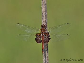 Tramea carolina, female